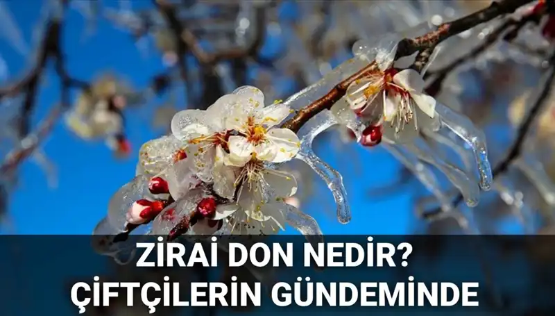 Zirai Don Alarmı: Çiftçiler Ekinlerini Kayıptan Kurtarabilecek mi?