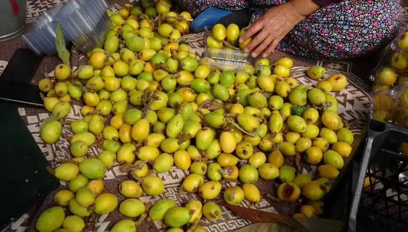 Muşmula Hasadı Coşkusu: Kilosu 150 TL'den Başladı!