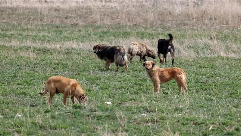 Ankara'da Sahipsiz Köpekler İçin Yeni Cezalar Geliyor: Dikkat!