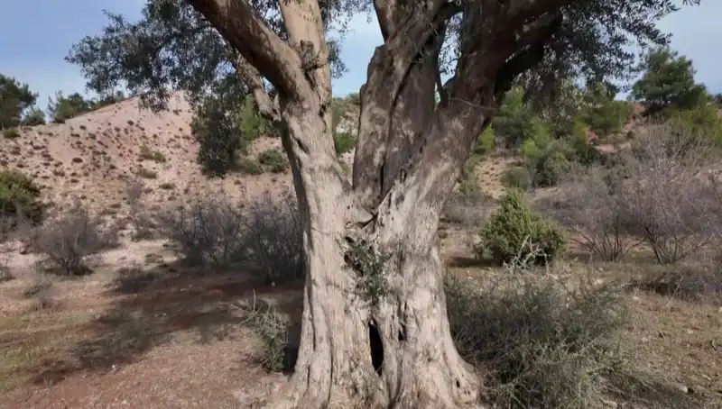 800 Yıldır Ayakta: Tarihi Zeytin Ağacının Koruma Mücadelesi
