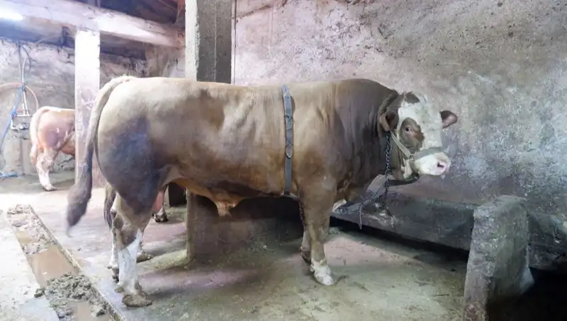 Tam 1 Ton 200 Kilogram! Piyasalarda Şok Fiyat ve Alıcısını Buldu