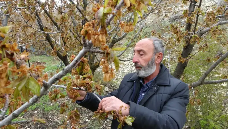 Üreticiler Zirai Don Sebebiyle Kirazda Büyük Kayıp Yaşıyor
