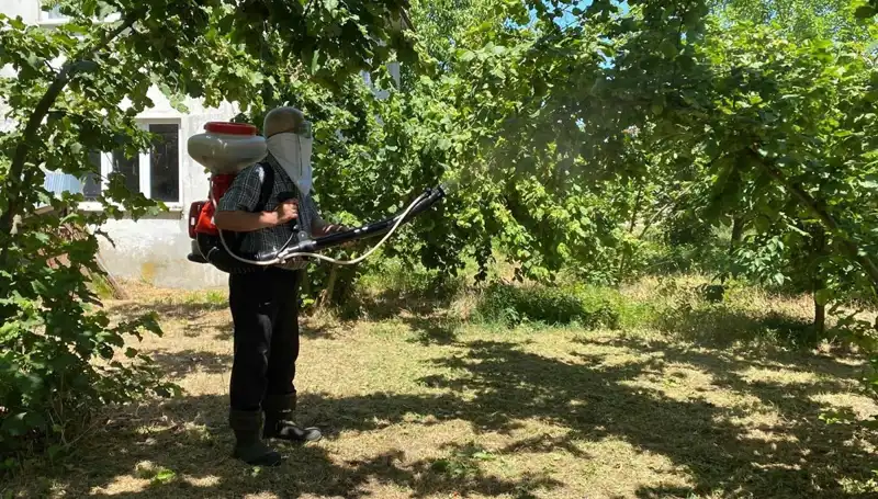 Çiftçiler, Kükürt ve Samuray Arısıyla Mücadelelerini Yeniden Canlandırıyor