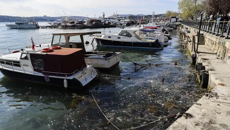 İstanbul’da Müsilaj Sorunu: Denizin İçi Tehdit Altında mı?