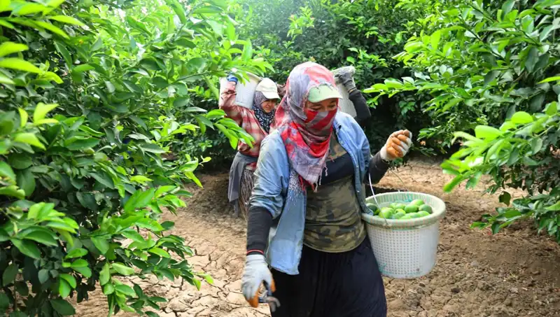 Markette Patates Kilosu 150 Lirayı Aştı: Düşüş Bekleniyor!