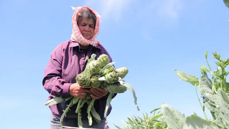 Tarladan Sofralara: 50 TL'lik Meyve Sebze Fiyatları Dikkat Çekiyor