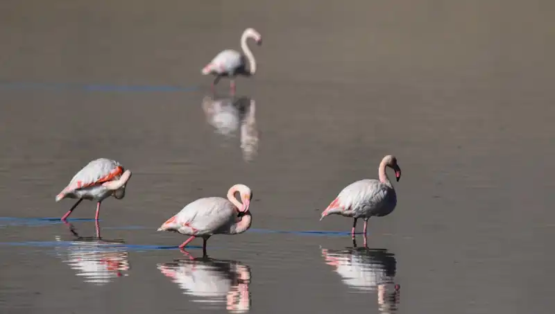 Kuraklık Tehdidi: Flamingo Sayısında Dramatik Düşüş