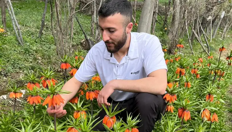 "Ağlayan Gelin" Çiçeğinin Sırrı: 20 Günlük Ömür ve Cezası 244 Bin Lira!