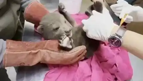 Karabük'te Yavrusu Bulunan Bozayı ile Hayvanseverler Sevinç İçinde!