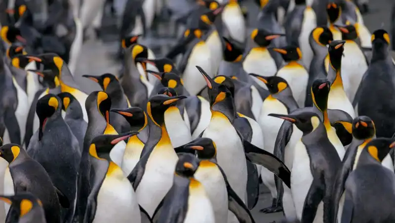 Gümrük Vergisi Şoku: Trump’ın Listesine Giren Penguenler ve Issız Adalar
