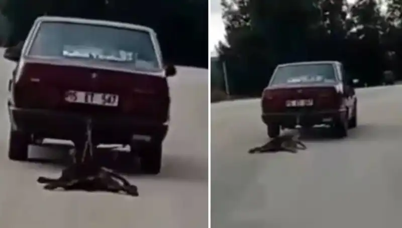 Otomobilin Arkasına Bağlanan Köpeğin Korkunç Sürüklenişi Gözler Önüne Serildi