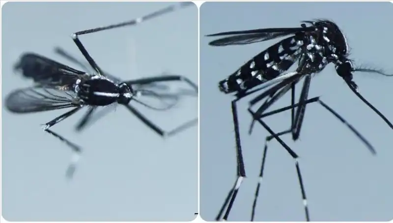 Chikungunya Virüsü: Dikkat Edilmesi Gereken Tehlikeler ve Belirtileri
